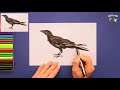 How to draw a realistic Crow