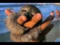 World's Smallest Animals