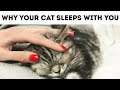 That's Why Your Cat Sleeps with You