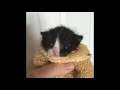 CAT SAYING MEOW (ORIGINAL VIDEO)