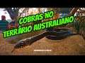 PLANET ZOO AUSTRÁLIA: VÁRIAS COBRAS NO TERRÁRIO AUSTRALIANO NO ZOOLÓGICO EM FORMA DE AUSTRALIA