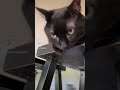 Tell Me Your Indoor Cat Would Not Survive In The Wild Without Telling me.