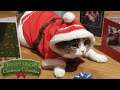 The Best & The Worst Of Cats At Christmas (Featuring Santa Cat!)