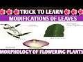 Trick to learn modifications of leaves | best trick to learn plant morphology| NCERT Class 11|NEET