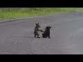 Baby Bears Wrestle In The Road