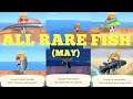 Catching ALL 5 Rare Fish [MAY] - Animal Crossing New Horizons