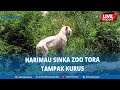 🔴Live Report - Harimau Sinka Zoo Tora Tampak Kurus