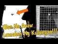 KARERA NG KALAPATI | PHILIPPINES PIGEON STREET RACE. HAOCHi! ANG CHECKERD NA IBON (INTENSE NA LABAN)