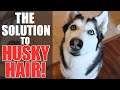 3 Ways To GET RID OF HUSKY HAIR FOREVER! (MY SECRET WEAPON!!!)