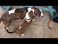 Meg the Bull Terrier play fighting with a puppy