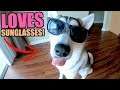 My Husky LOVES Sunglasses During The Summer!