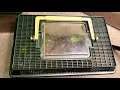 Tarantula Feeding - OBT / Orange Baboon Tarantula (Pterinochilus murinus) 6