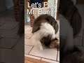 #Shorts Dog Find The Easter Bunny  || Happy Easter from MumblesVideos #Sheltie