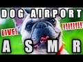 A Livestream for ASMR Previously Run by ASMattR of An Airport for Aliens Currently Run by Dogs