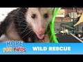 Wild animals in trouble during COVID-19 + NEW Hope For Paws APP! #wildlife