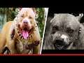 10 Most ILLEGAL DOG Breeds In The World!!