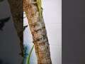 #Shorts #shortsbeta #lizard #animals #snake #tree lizard on tree, #trending #viral #videos #jungle