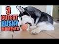 3 Times When Siberian Huskies Are THE CUTEST EVER!