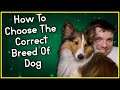 How To Choose The Right Dog Breed | Pupdate Tips | MumblesVideos | Youtube