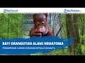 Bayi Orangutan Alami Hematoma, Penumpukan Cairan di Bagian Kepala dan Mata