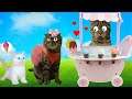 Cat tales 2- My kitten Rory cooks healhy Ice Cream Popsicles