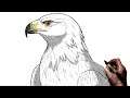How To Draw A Golden Eagle | Step By Step