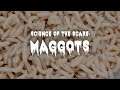 Are Maggots Dangerous? | Science Of The Scare