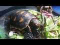 jimmy t and tortaly may 2020 lake worth fl snack time first blackberry 4