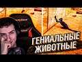Hellyeahplay смотрит: Моменты Животной Гениальности, Которые Вас Удивят