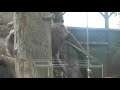 Twycross Zoo - Spider Monkeys