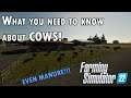 What you need to know about Cows in Farming Simulator 22