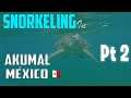 (La Familia De Tortuga's) Snorkeling in Akumal, México Part 2