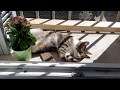 Lazy Cat Enjoying The Sun