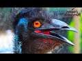 the funny bird™- Primal Carnage: Extinction