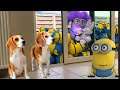 BEST 50 MINIONS IN REAL LIFE ANIMATION COMPILATION