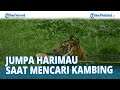 Detik-detik 2 Warga di Aceh Selatan Jumpa Harimau Saat Mencari Kambing, Selamat Setelah Panjat Pohon