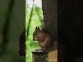 #shorts #shortsbeta #squirrel #animal #jungle #forest #trees #cute #eating #beautiful #viral #videos