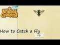 Animal Crossing: New Horizons - How to Catch a Fly
