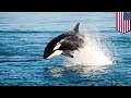 NOAA wants to expand killer whale habitat along West Coast - TomoNews