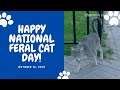 Happy National Feral Cat Day! October 16, 2021