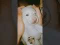 WHITE PUPPY #shortvideo #puppy #doglover #cutepuppy