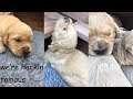 Foreman Plays With Puppies!