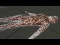 Apex - BONEWORKS (Part 2)