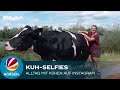 Kuh-Selfies: 26-Jährige klärt auf Instagram über Kuhhaltung und Milchproduktion auf