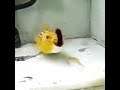 Pufferfish requires sustanance