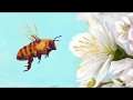 꿀벌 시뮬레이터 한국어판 오프닝 영상