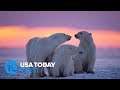 7 places to see polar bears in the wild  | 10Best