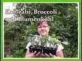 Isa im Garten /#03/ Kohlrabi, Blumenkohl und Broccoli