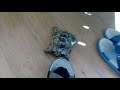 #tortoise #pets #animals My tortoise attacks to green slipper and introducing my torts