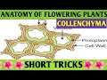 Trick to learn collenchyma | plant tissue| Biology Short tricks|anatomy of flowering plants|NEET